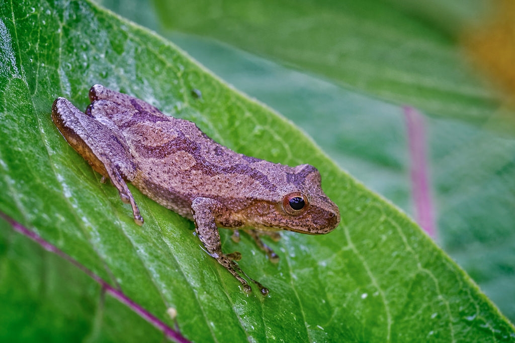Peep Frog on a Milkweed Leaf by John McGarry