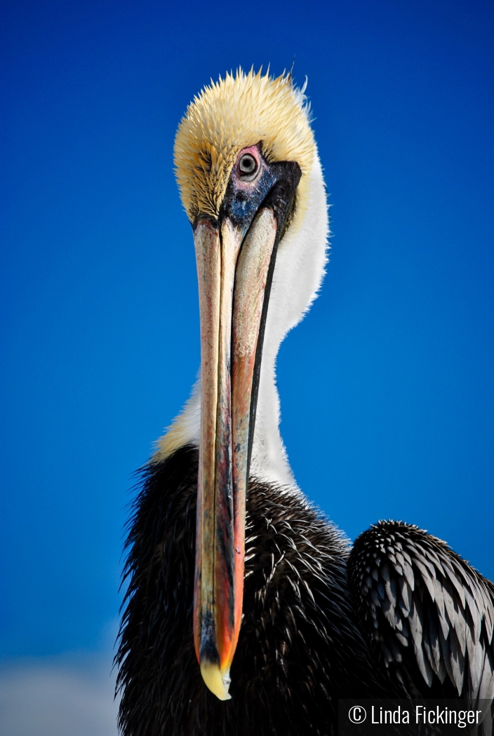 Pelican Portrait by Linda Fickinger