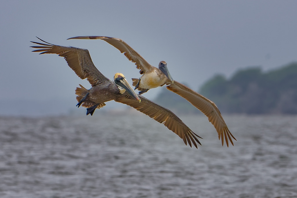 Pelicans in Formation by John McGarry