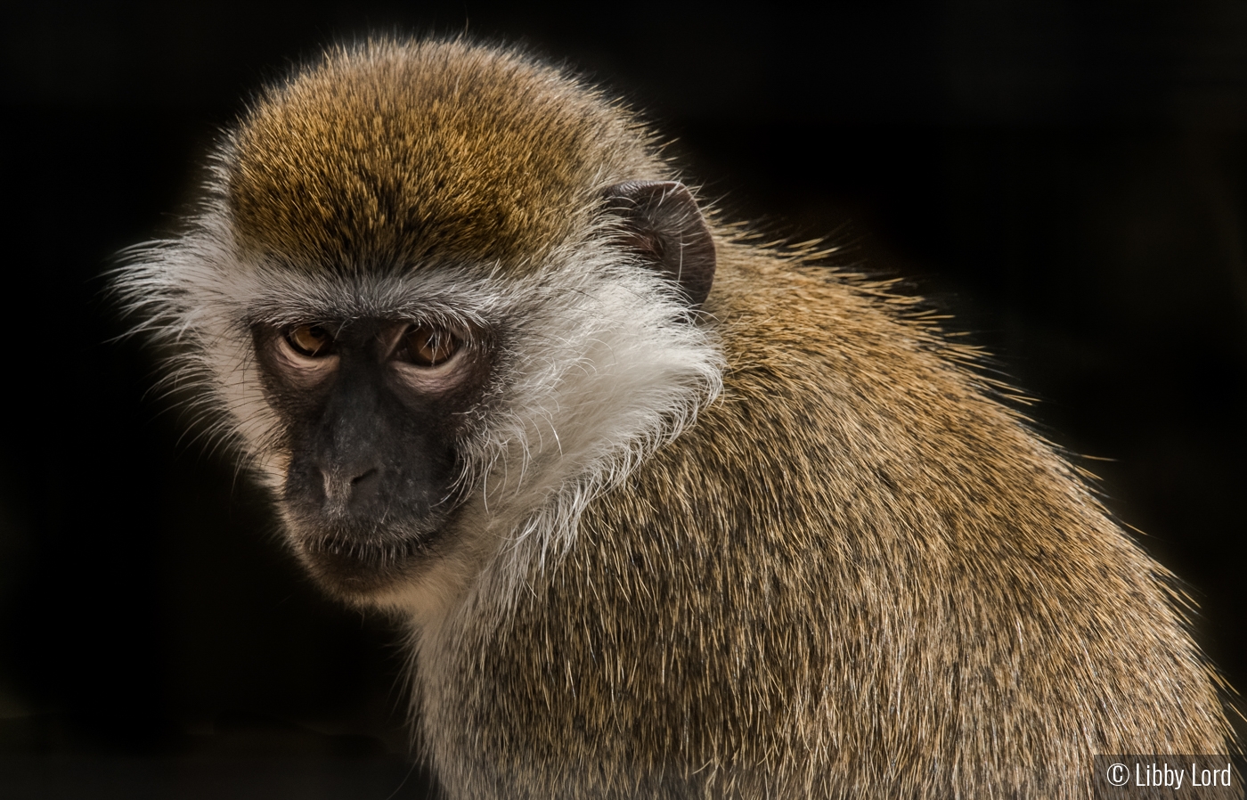 Pensive Monkey by Libby Lord
