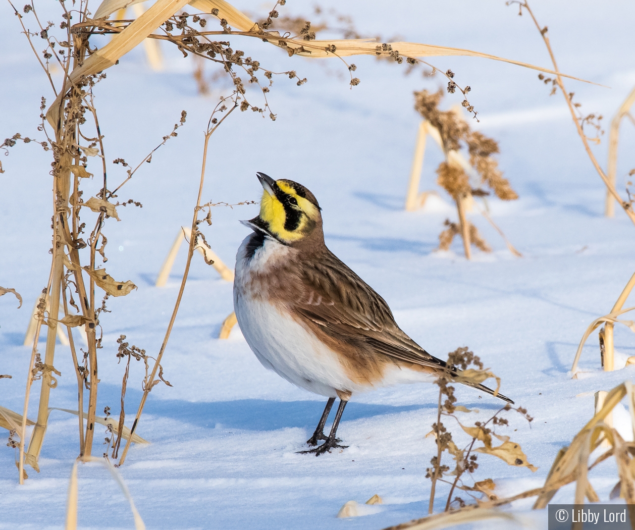 Picking Seeds, A Horned Lark by Libby Lord