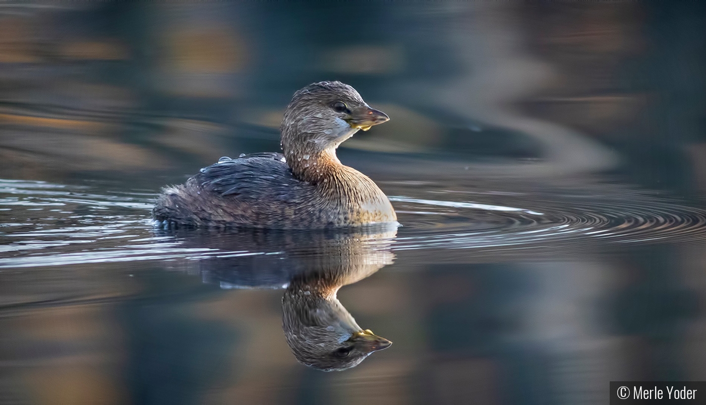 Pied-billed Grebe by Merle Yoder