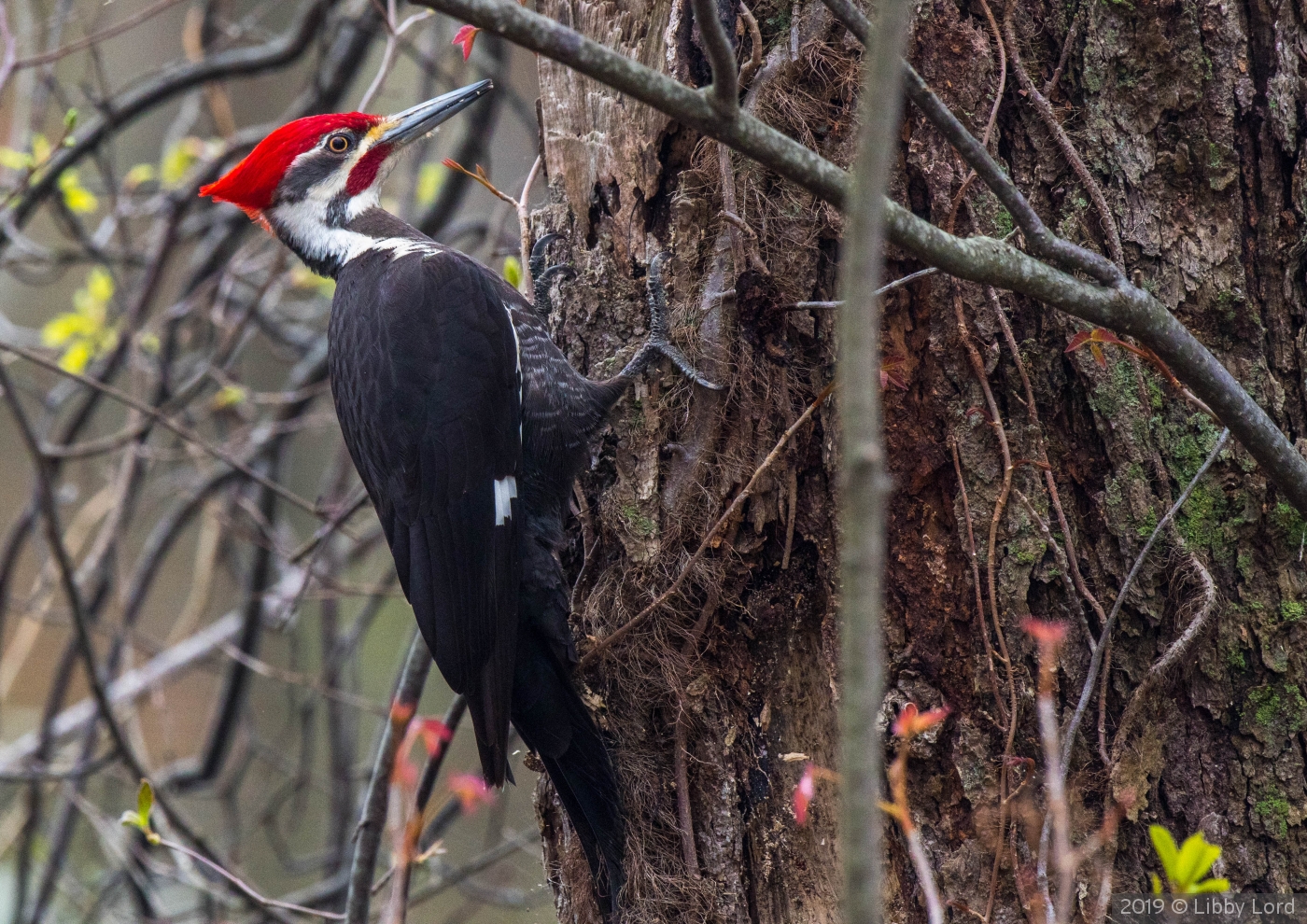 Pileated Woodpecker in Summer by Libby Lord