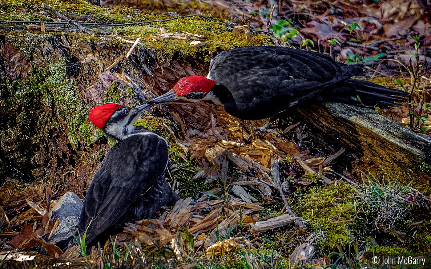 Pileated Woodpeckers Affection by John McGarry