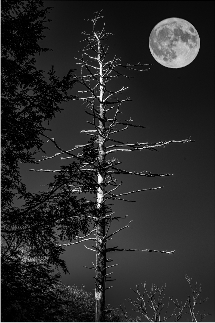 Pine & Moon by Peter Rossato