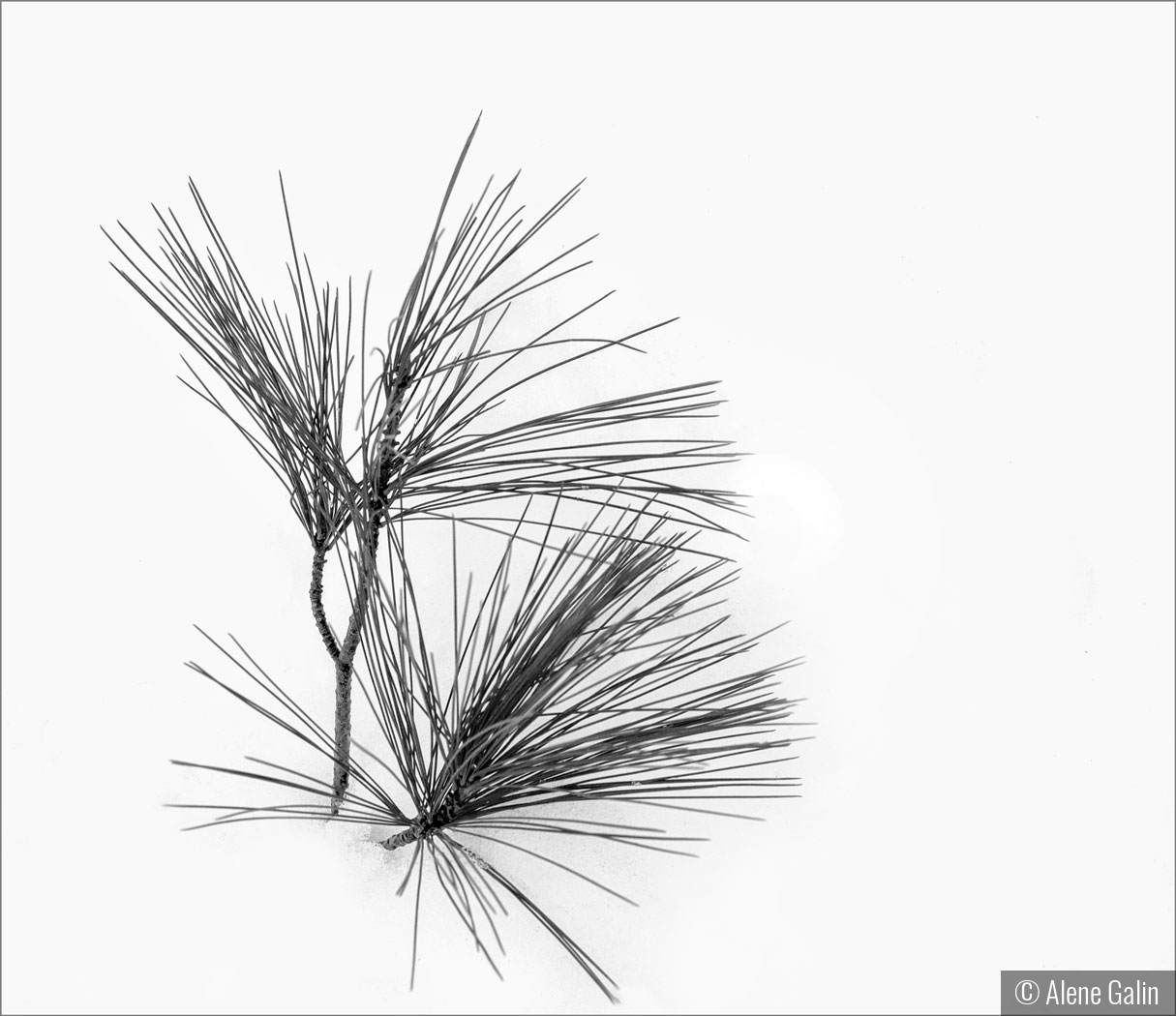 Pine Needles in Snow by Alene Galin