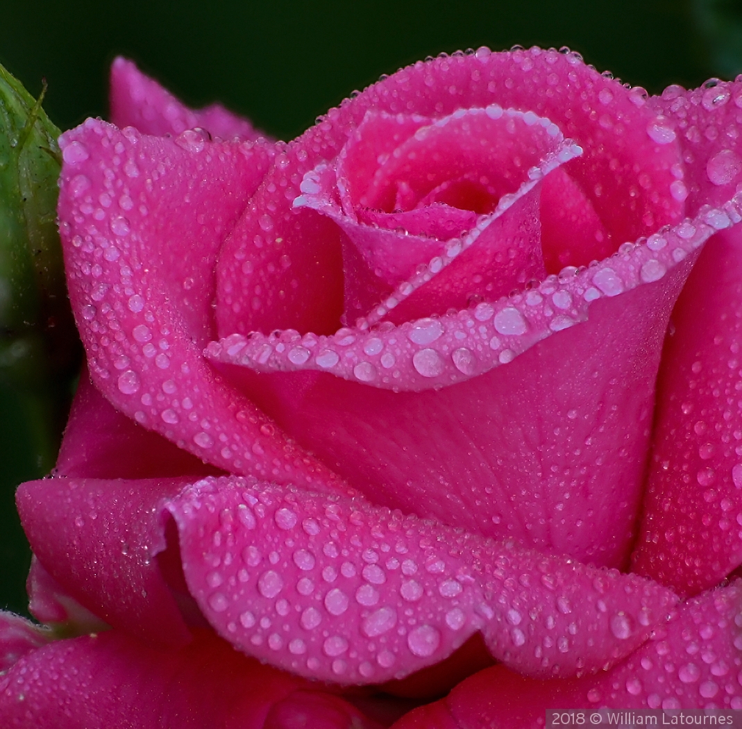 Pink Rose After the Rain by William Latournes