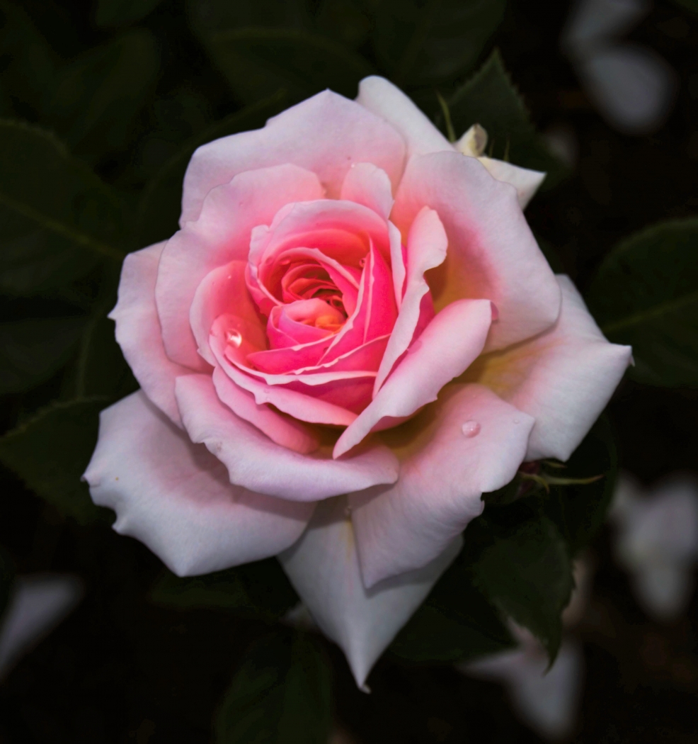 Pink Rose by Charles Hall