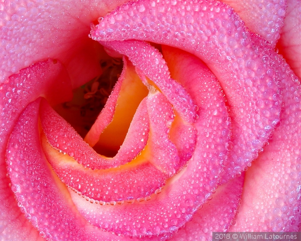 Pink Rose by William Latournes
