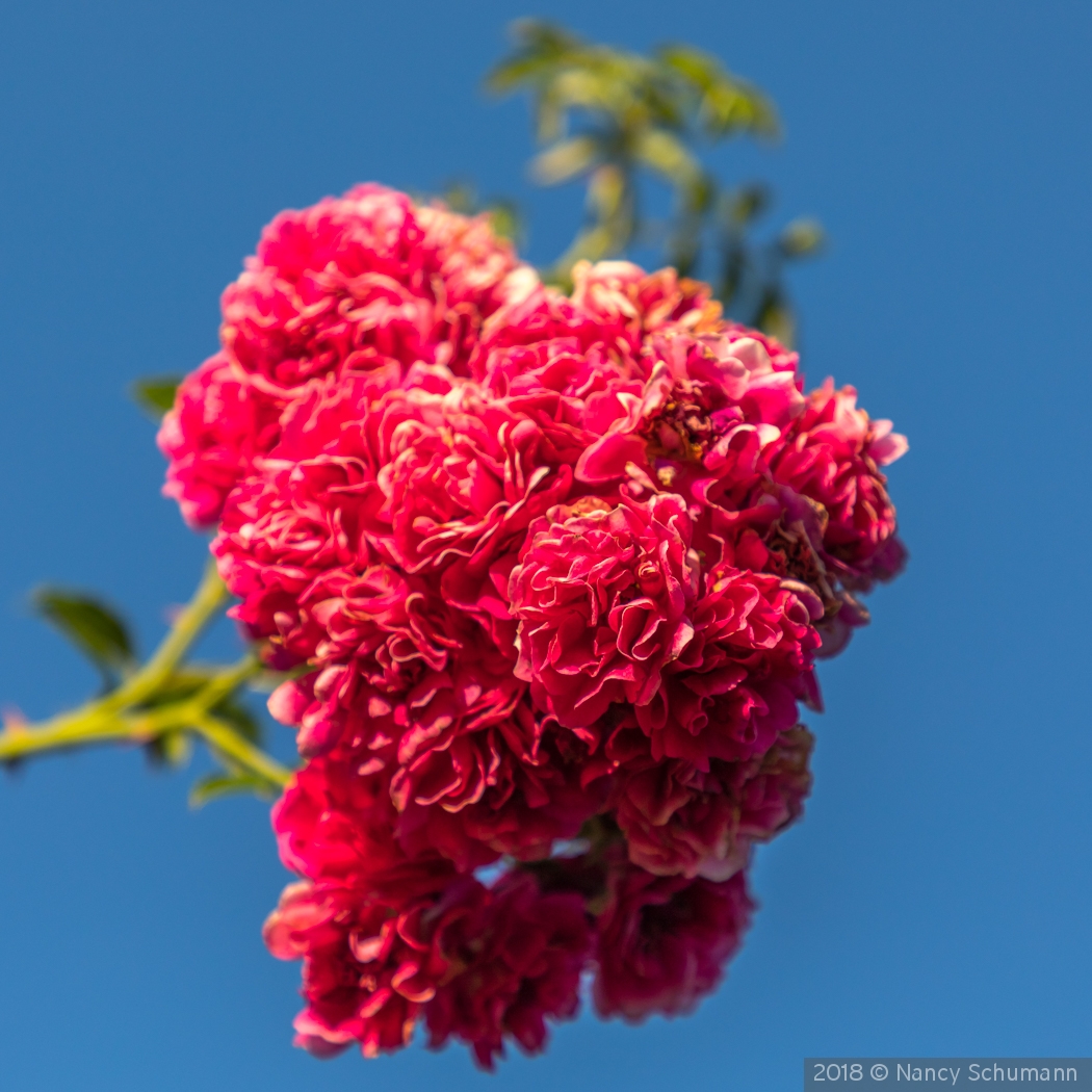 Pink Roses, Elizabeth Park by Nancy Schumann