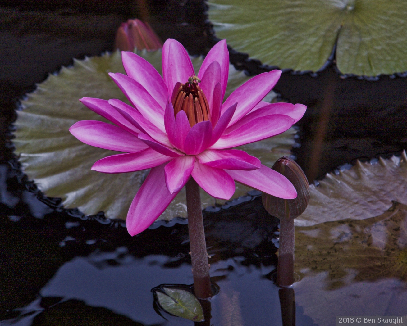 Pink Water Lily by Ben Skaught