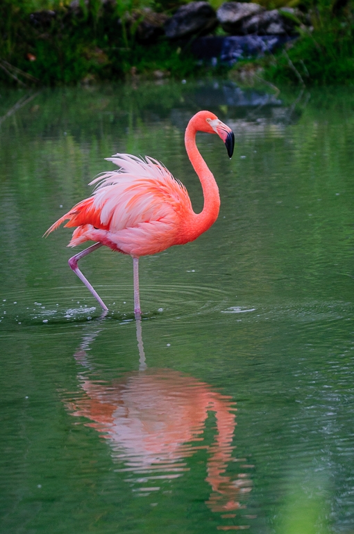 Pinks Reds Purples, Flamingo plumage - Punta Cana DR by Aadarsh Gopalakrishna