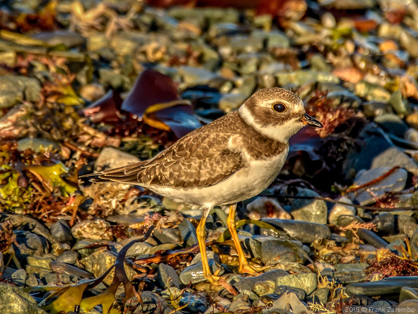 Piping Plover on the beach by Frank Zaremba