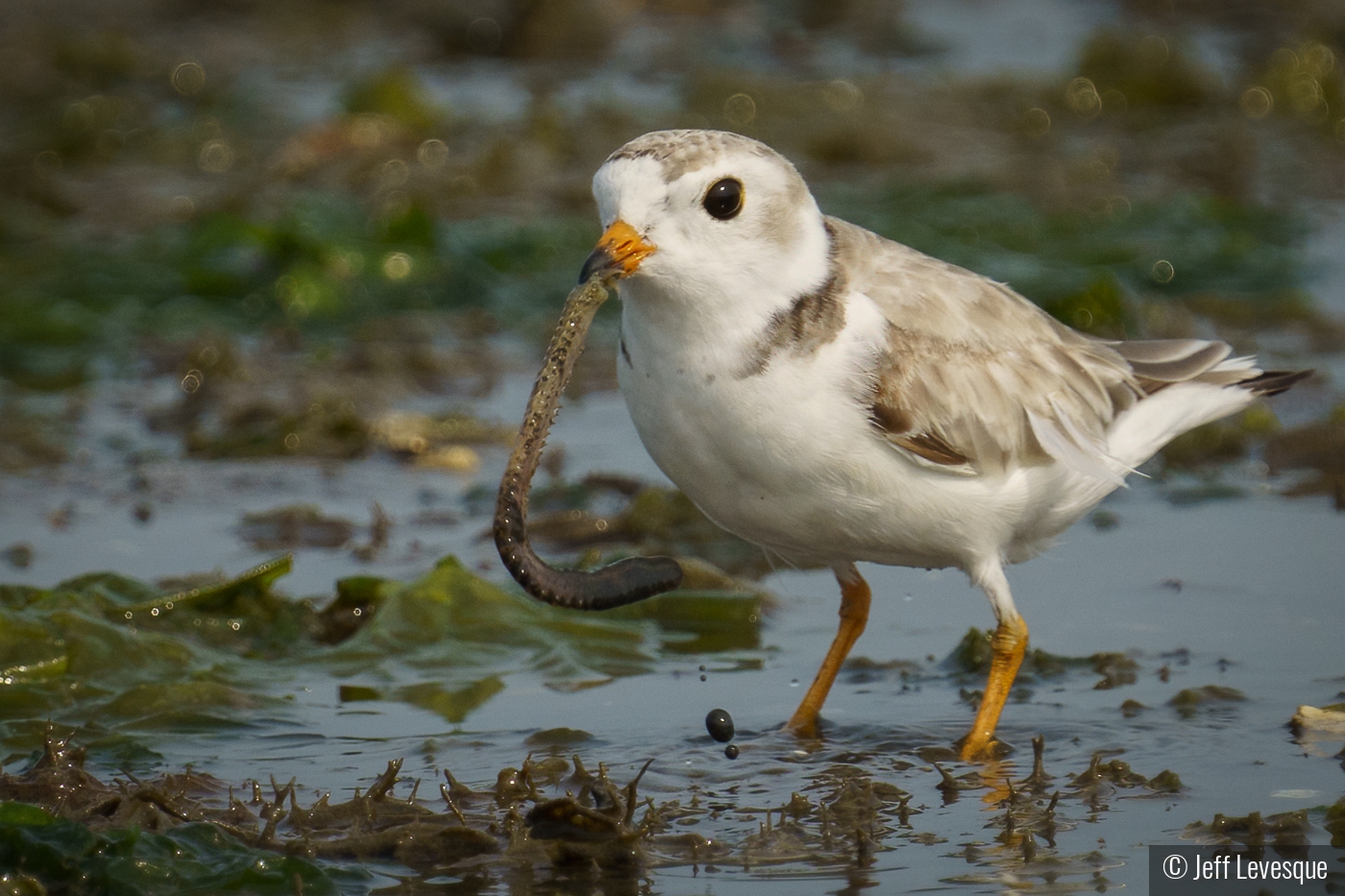 Piping Plover w/Sandworm by Jeff Levesque