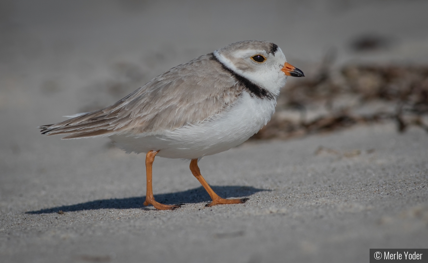 Piping Plover by Merle Yoder