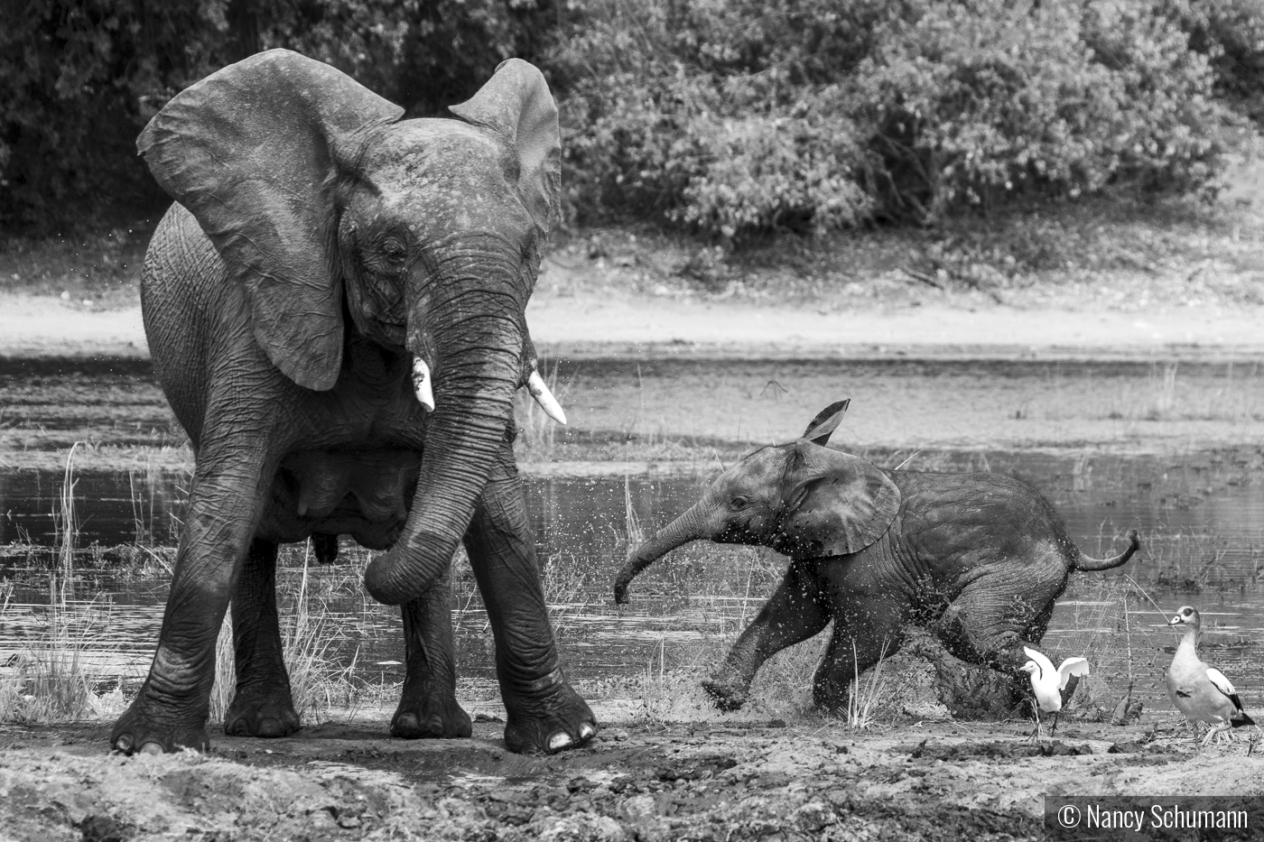 Playful elephant by Nancy Schumann