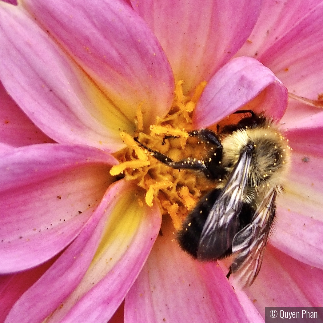 Pollinating by Quyen Phan