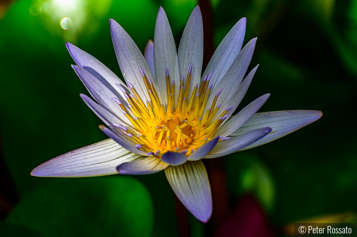 Pond LIlly by Peter Rossato
