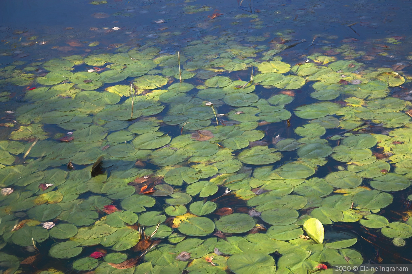 Pond Lilies by Elaine Ingraham