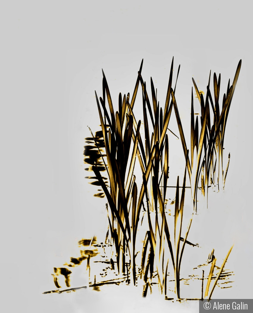 Pond Reeds by Alene Galin