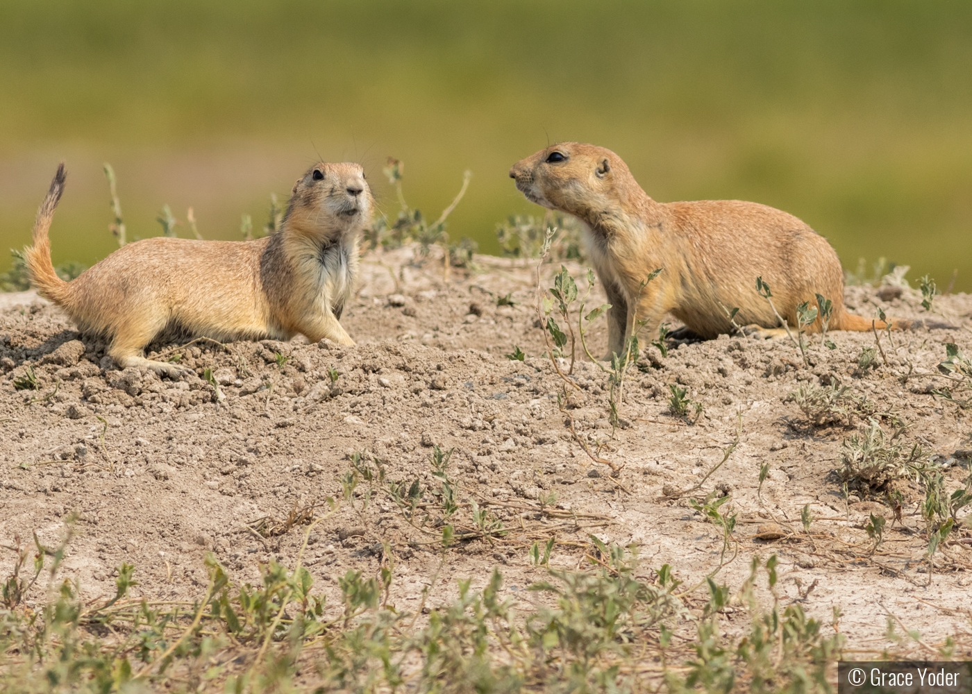 Prairie Dog Playtime by Grace Yoder