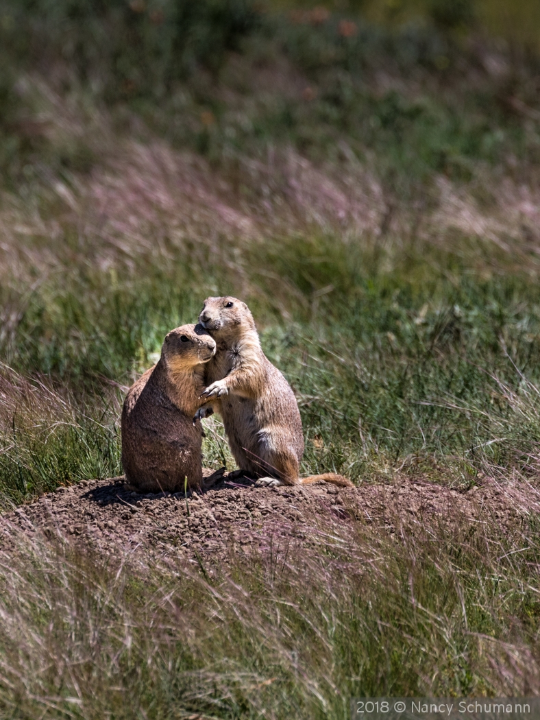 Prairie Dogs comforting one another by Nancy Schumann