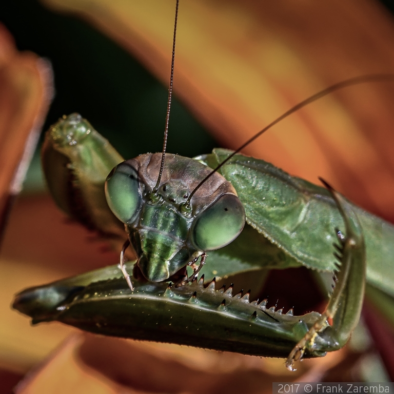 Praying Mantis cleaning up after a meal by Frank Zaremba