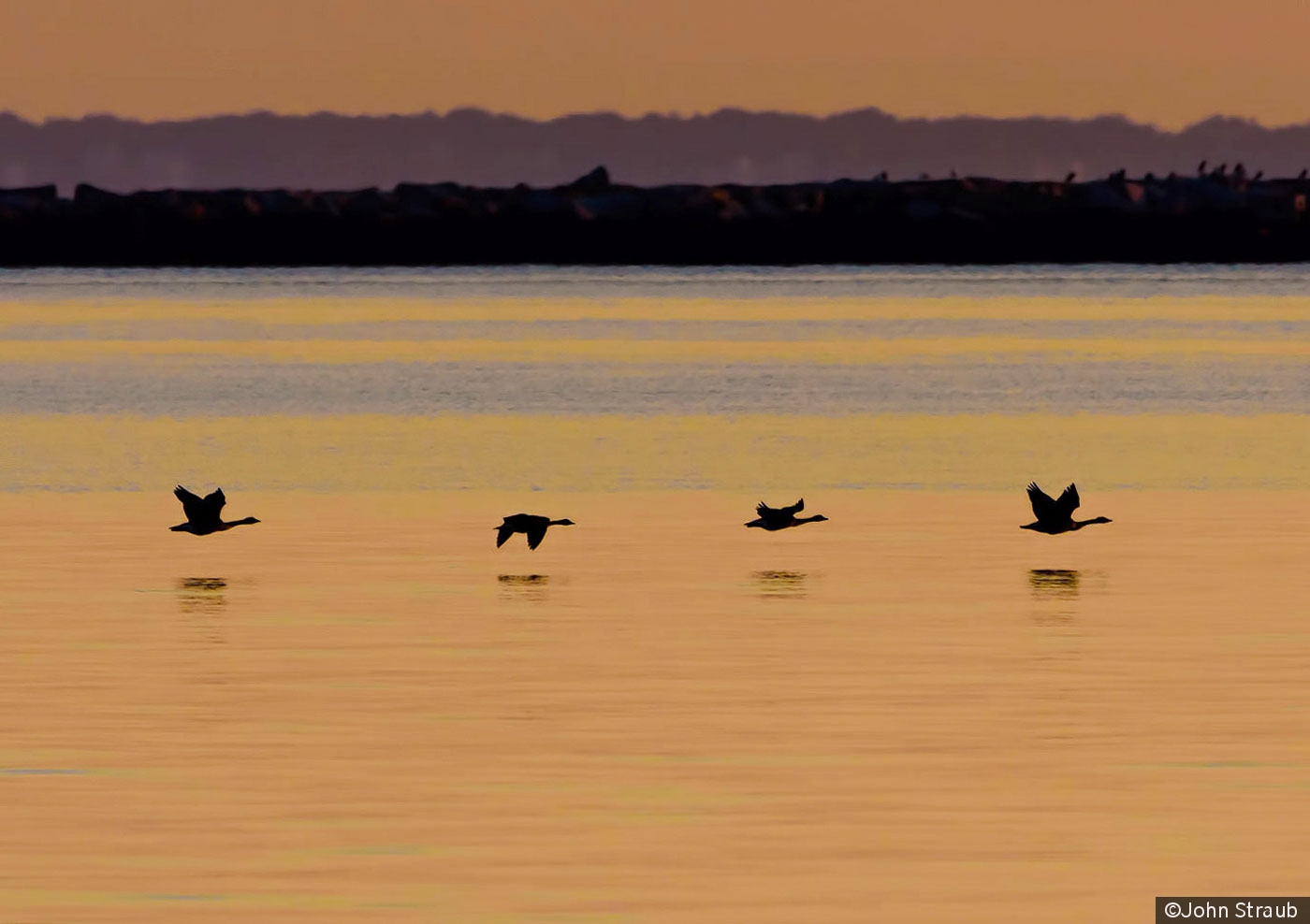 Pre-Dawn Geese Patrol by John Straub