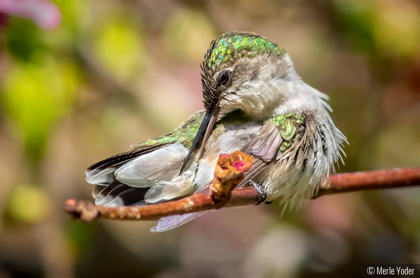 Preening her feathers by Merle Yoder