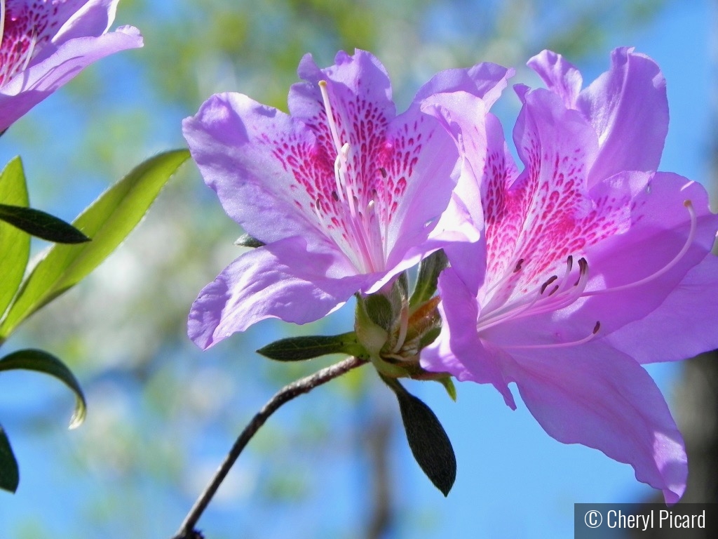 Pretty in pink and blue. by Cheryl Picard