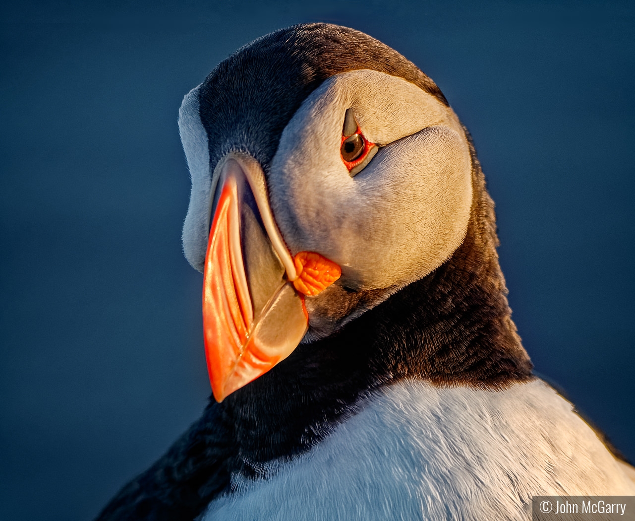 Pretty Puffin by John McGarry