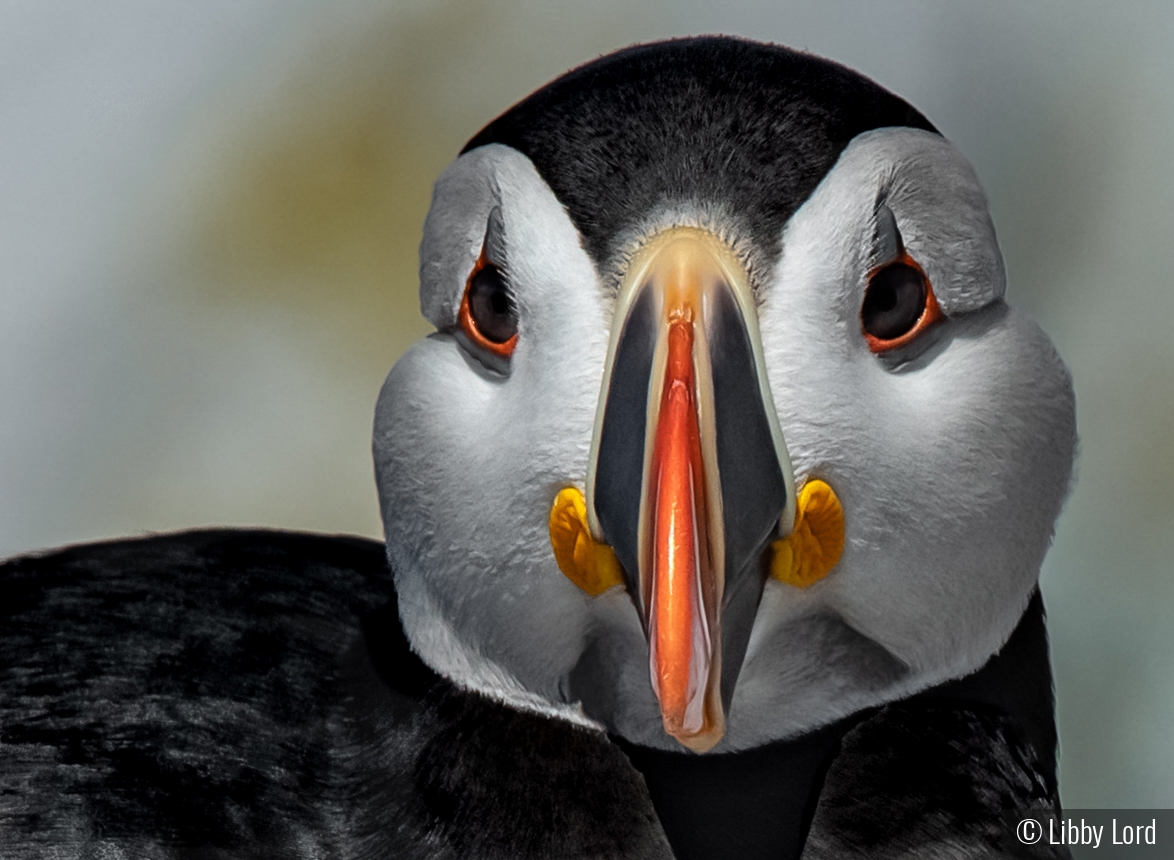 Pretty Puffin by Libby Lord