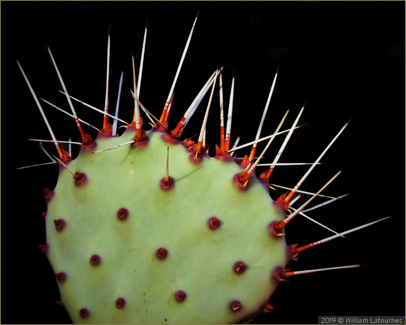 Prickly Cactus by William Latournes