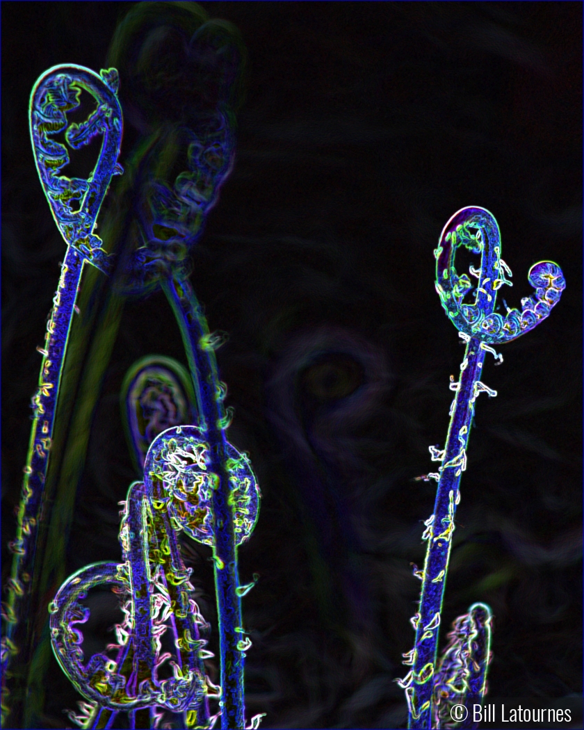 Psychedelic Ferns by Bill Latournes