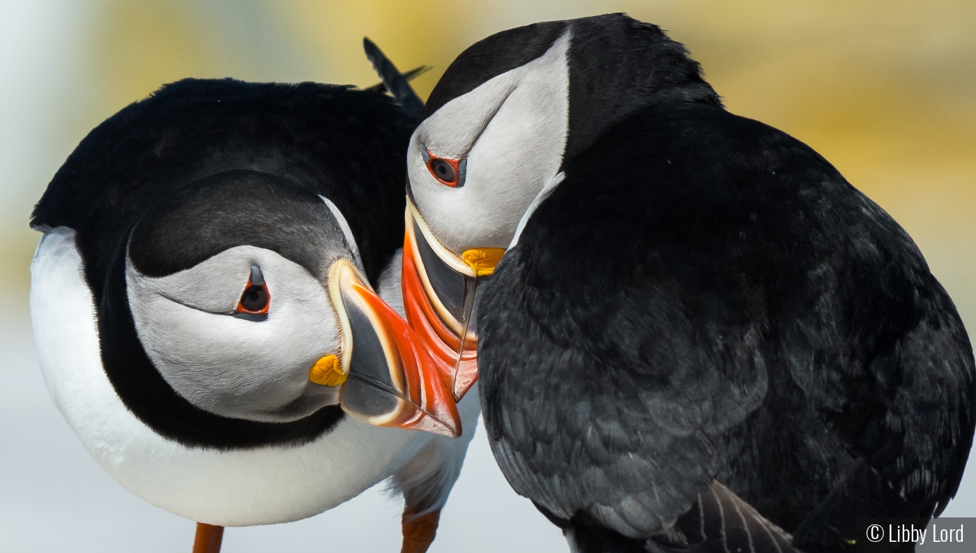 puffins in love by Libby Lord
