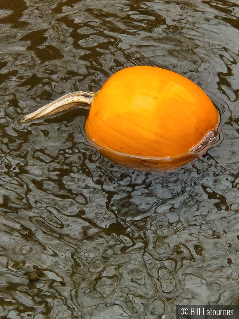 Pumpkin In A Stream by Bill Latournes