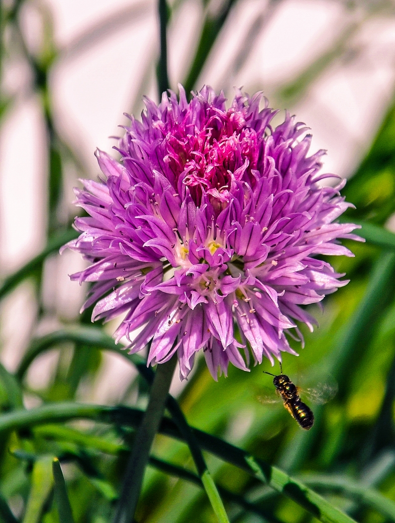 Purple Flower and Bee by Lou Norton