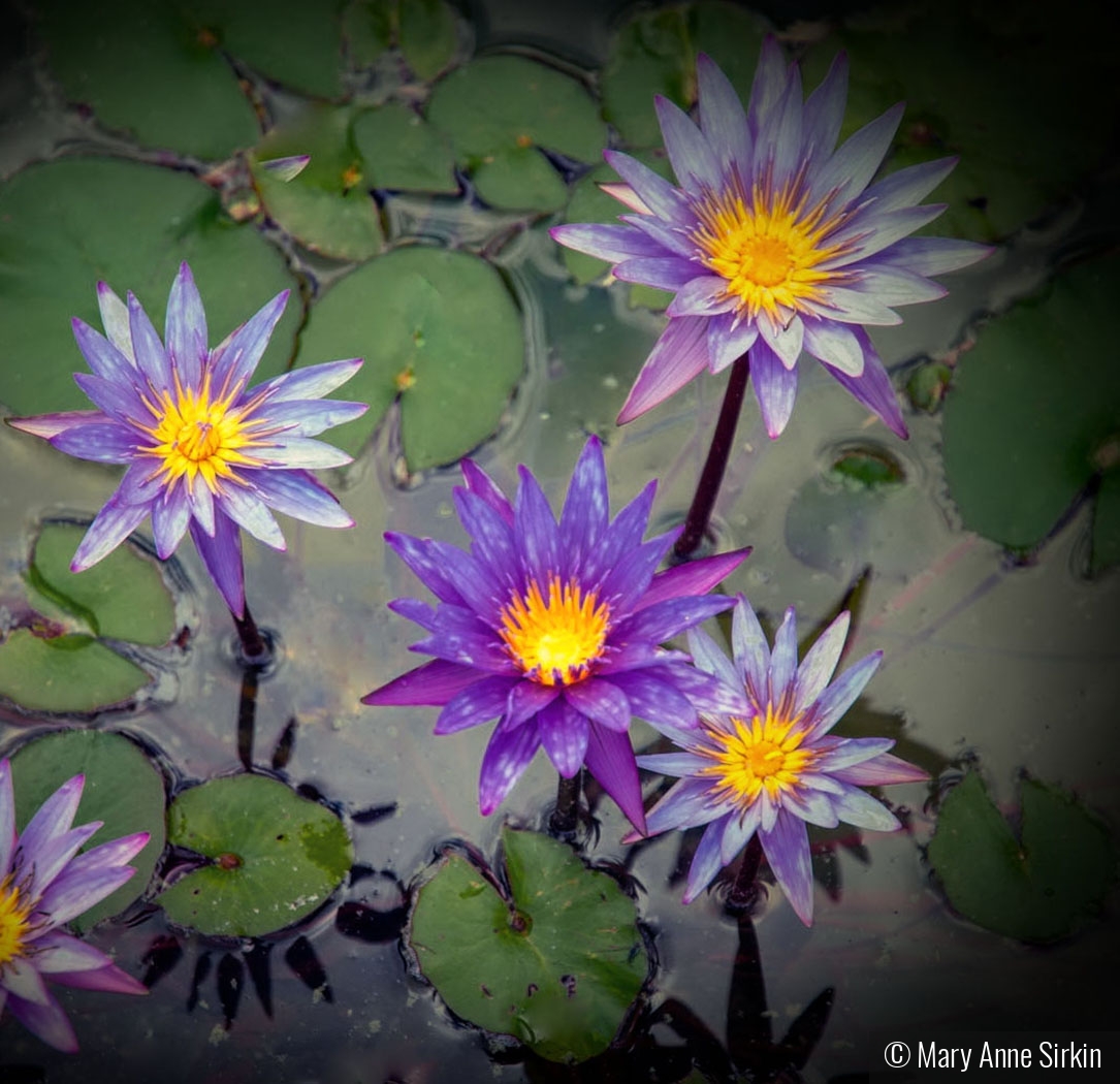 Purple in a Pond by Mary Anne Sirkin