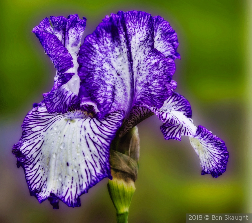 Purple Iris by Ben Skaught