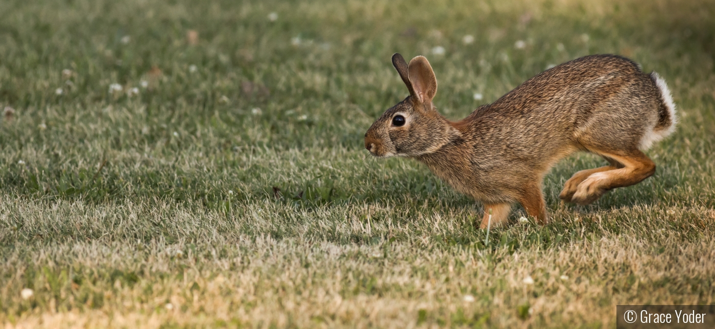 Rabbit Hopping by Grace Yoder