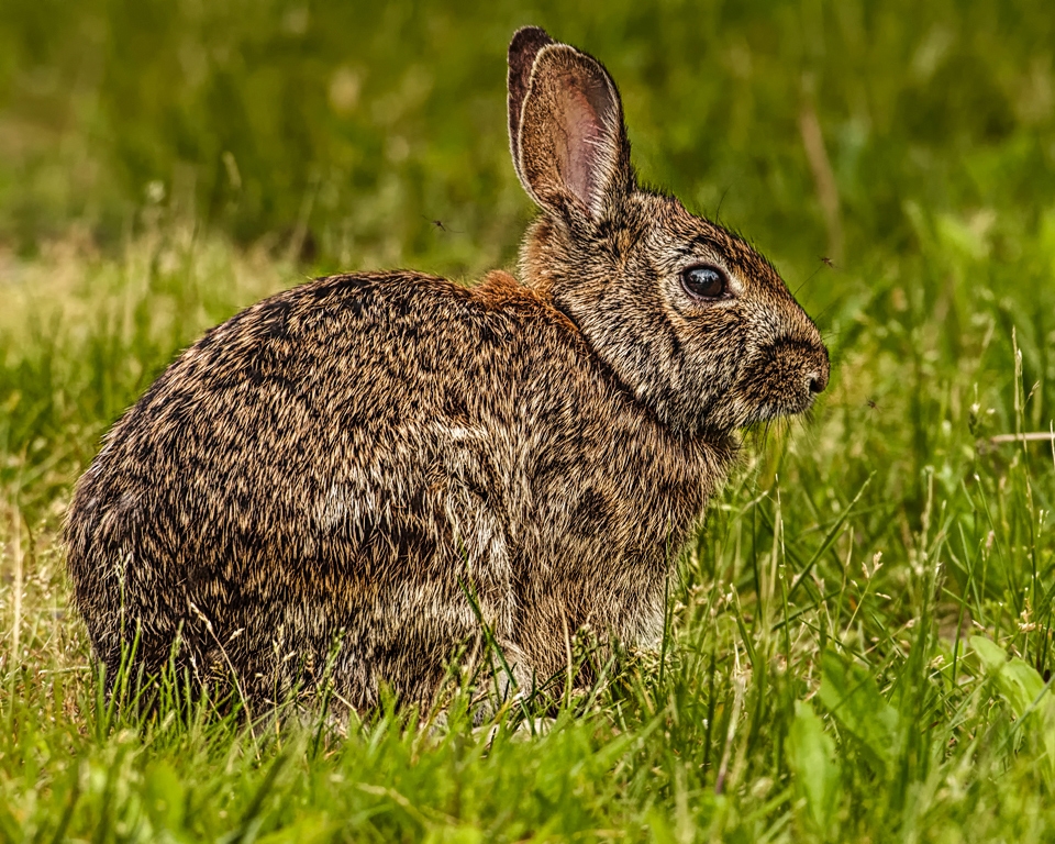 Rabbit in the grass by Frank Zaremba