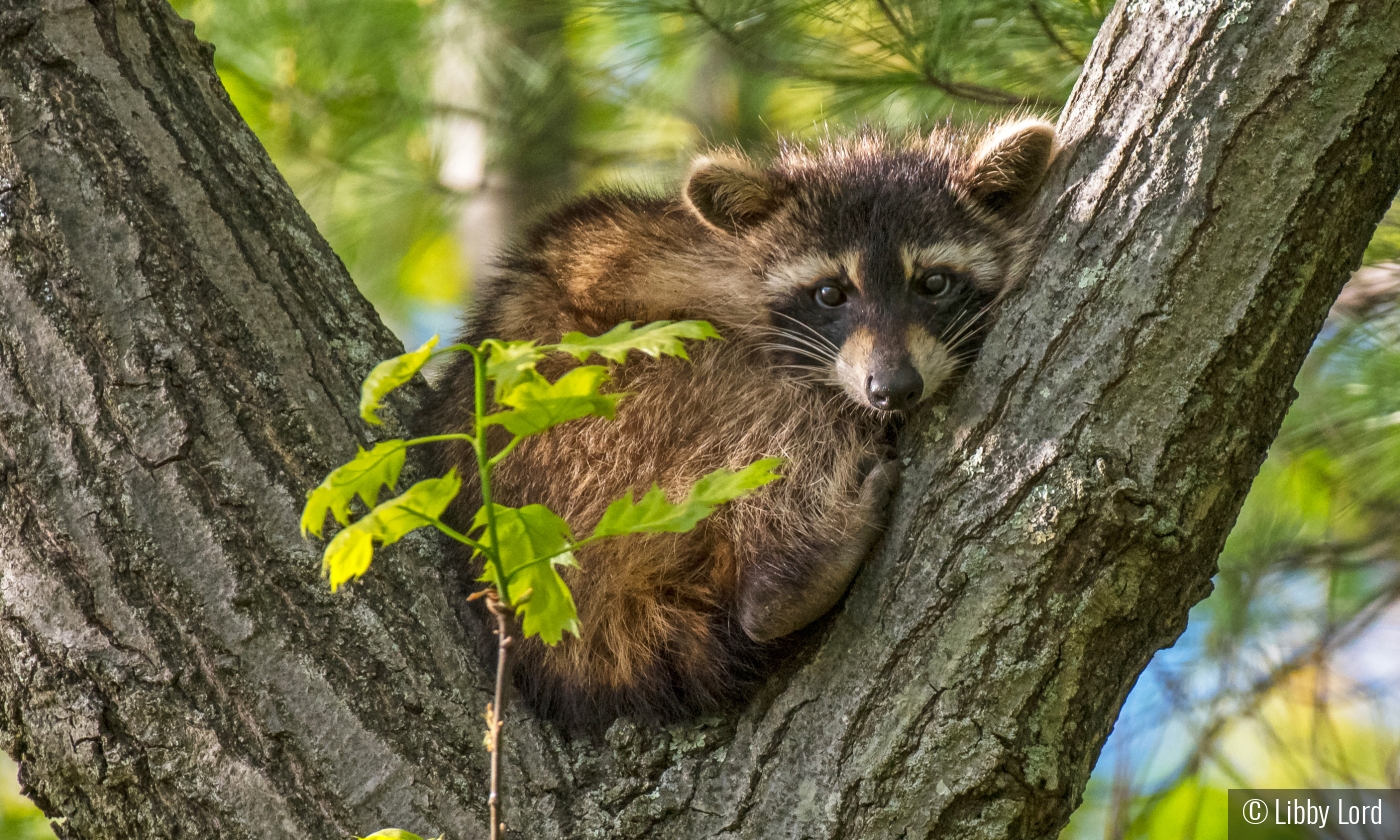 Racoon Cutie by Libby Lord