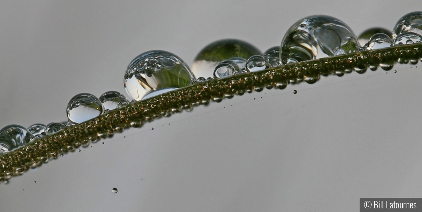 Raindrops On A Blade Of Grass by Bill Latournes