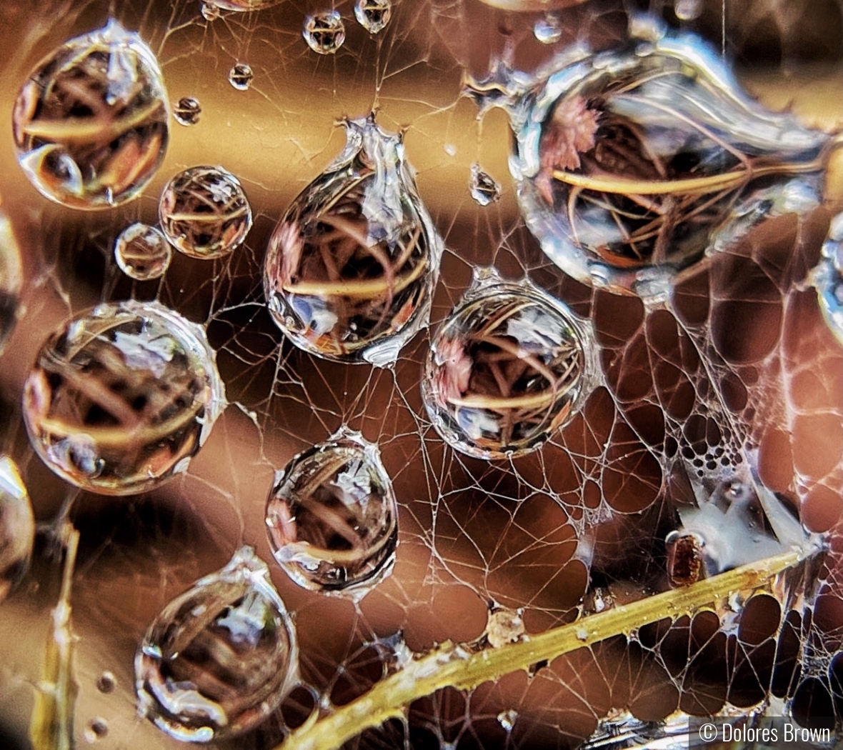 Raindrops on Spiderwebs by Dolores Brown