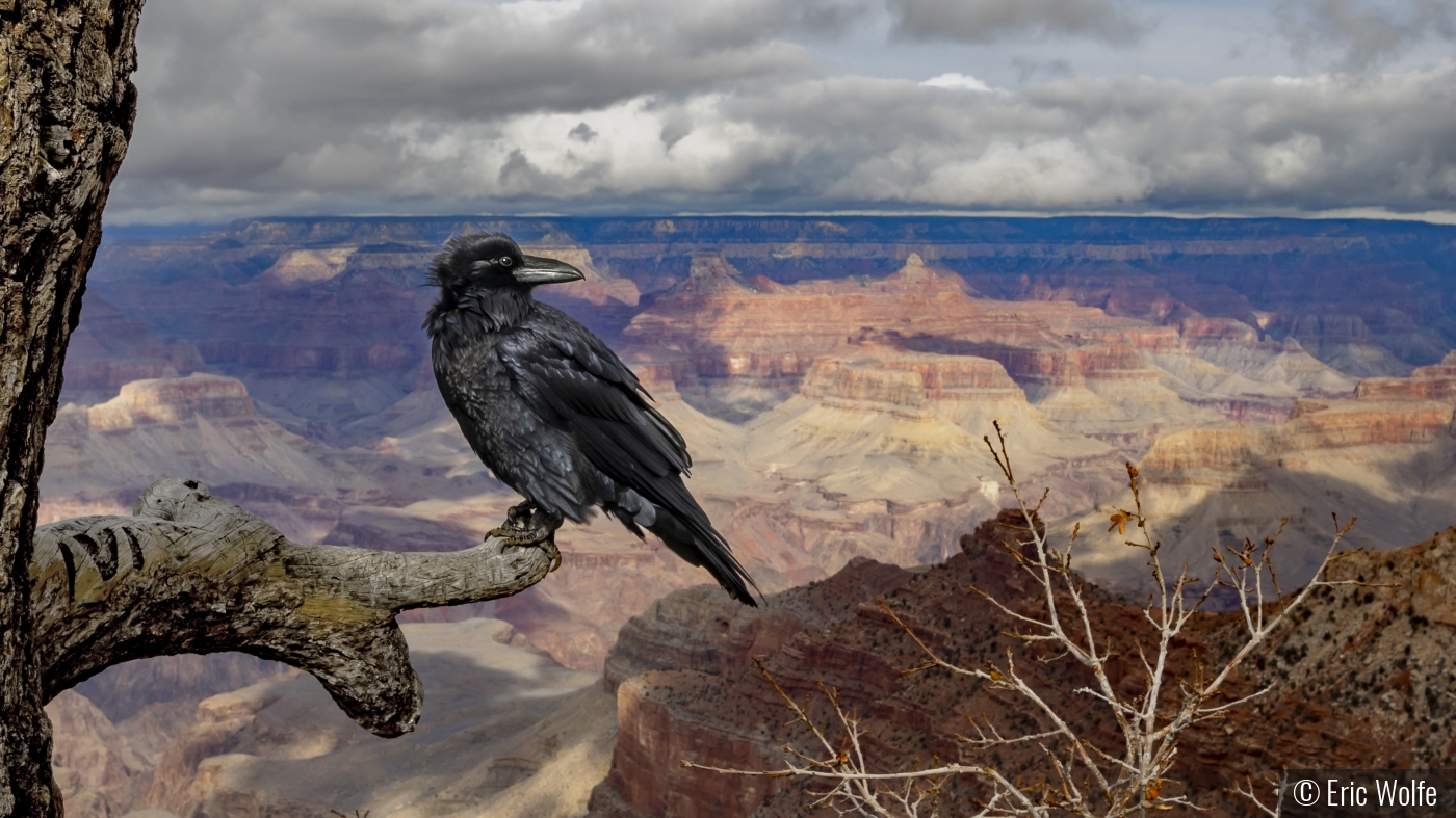 Raven's Perch by Eric Wolfe