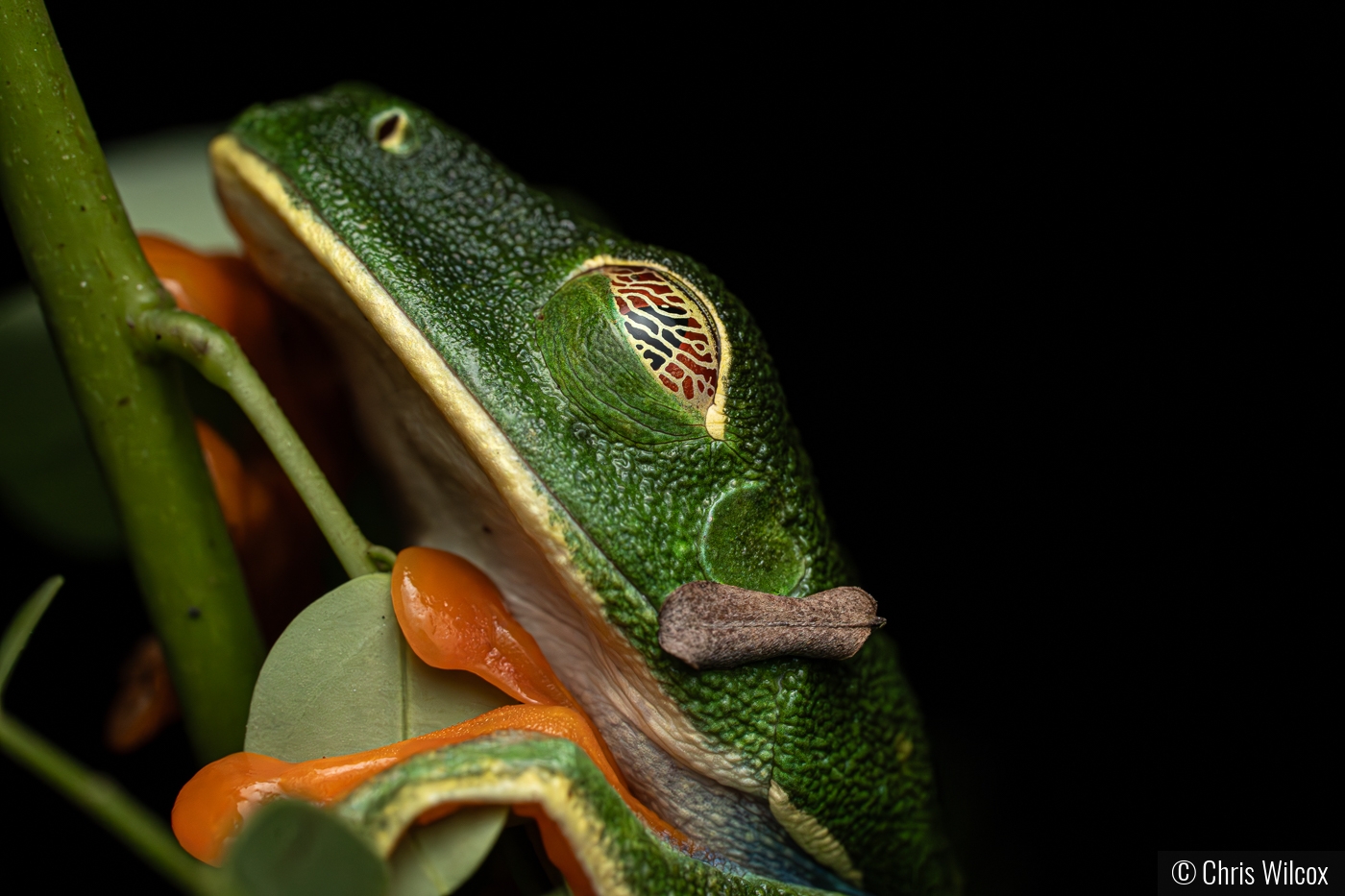 Red eyed tree frog at night by Chris Wilcox