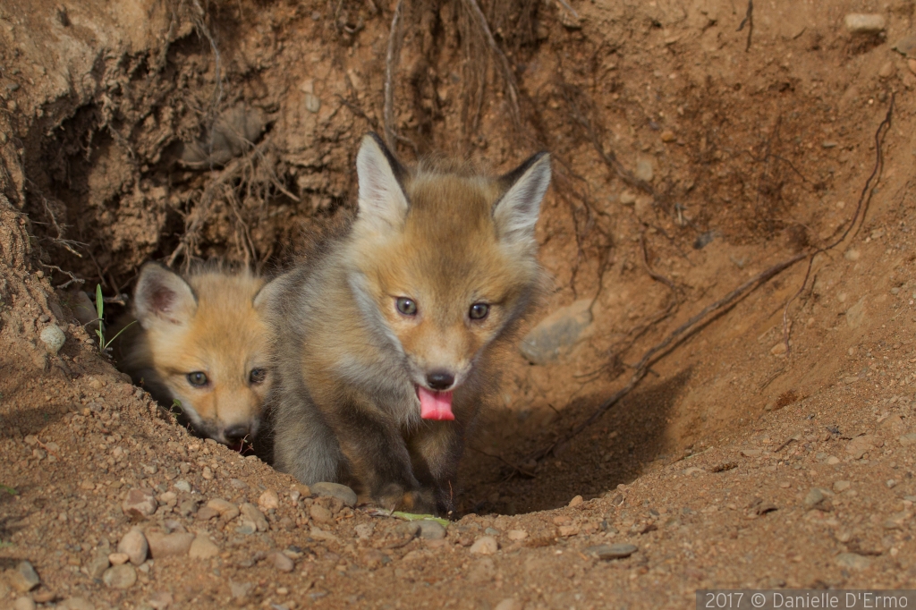 Red Fox pups at the den by Danielle D'Ermo