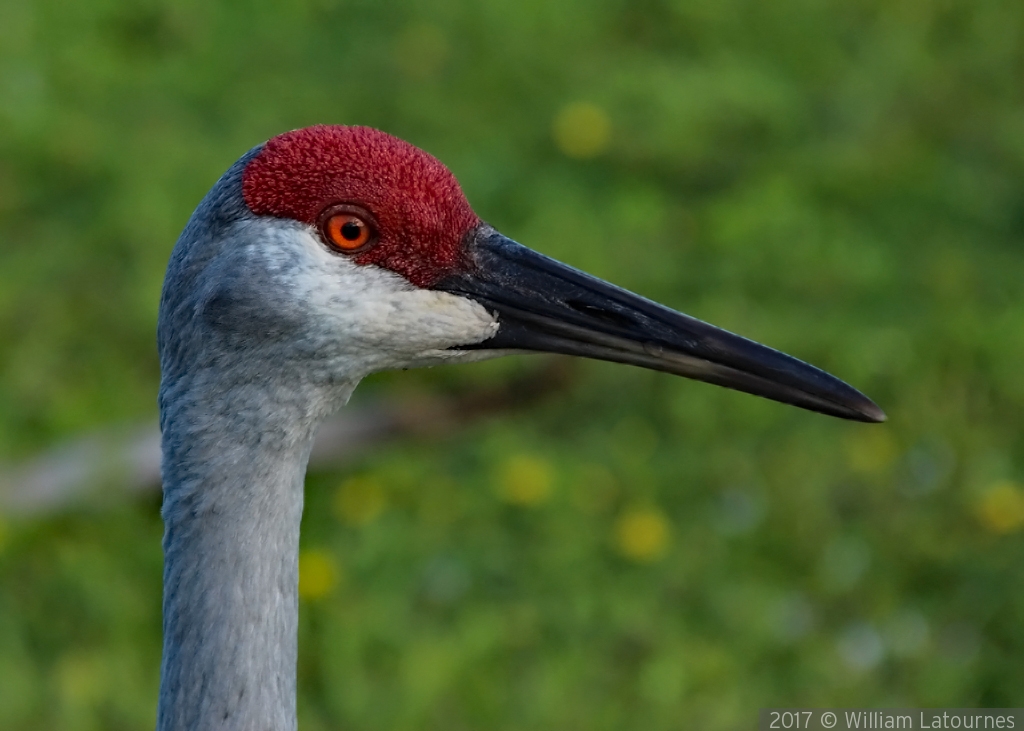 Red Headed Egret by William Latournes