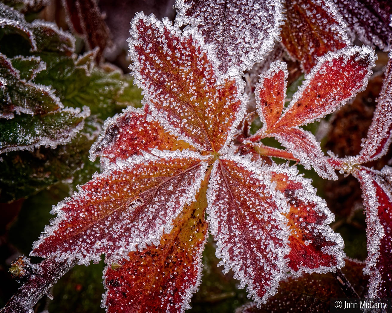 Red Leaves with Frost by John McGarry