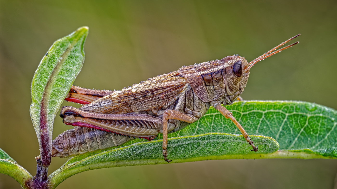 Red Legged Grasshopper by John McGarry